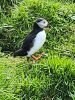 PICTURES/Storhofoa Peninsula and  Lighthouse/t_Puffins (4).jpg